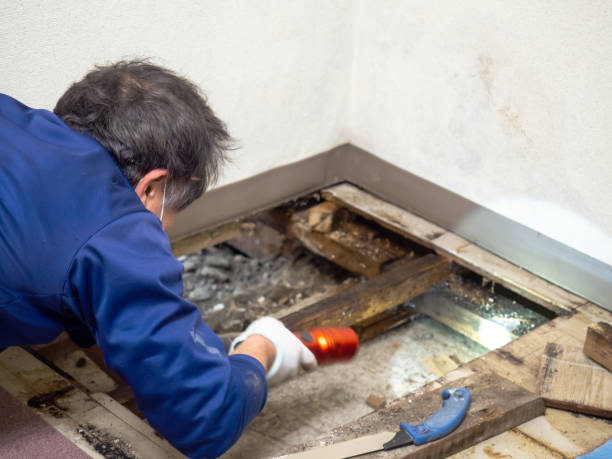 Best Toxic Mold Removal  in Anaconda, MT
