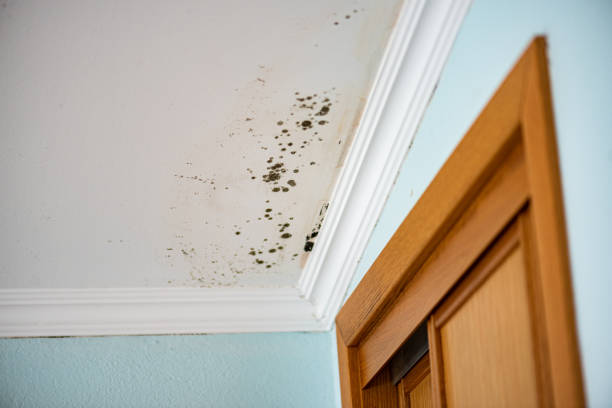 Best Certified Mold Removal  in Anaconda, MT
