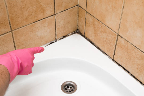 Best Mold Damage Repair  in Anaconda, MT